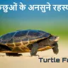 कछुओं के अनोखे राज: रोचक तथ्य जो आपको चकित कर देंगे! Amazing Facts About Turtles