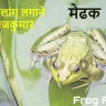 क्या आप जानते हैं? मेंढक के बारे में ये रोचक बातें! Interesting Facts about Frog