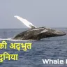 पृथ्वी के सबसे विशाल और रहस्यमयी जीव - व्हेल के बारे में अज्ञात रहस्य और रोचक तथ्य