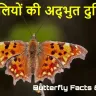 तितलियों की दुनिया: जानिए रोचक और हैरान कर देने वाले तथ्य! Facts About Butterflies