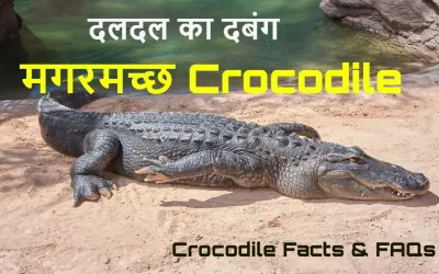 मगरमच्छ: खामोश शिकारी और उसके हैरान कर देने वाले तथ्य! Crocodile Facts