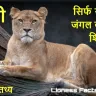 शेरनी: जंगल की असली बॉस! शेरनियों के 10 अनसुने तथ्य! Lioness Facts in Hindi