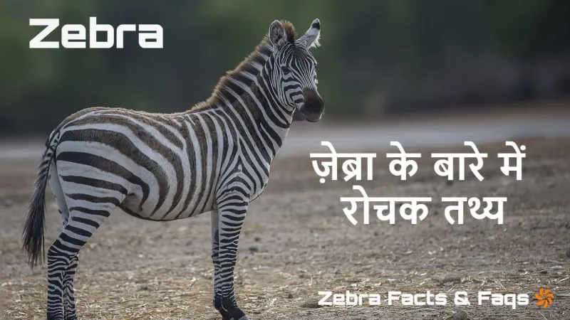 धारीदार खूबसूरती: ज़ेब्रा के बारे में रो...