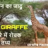 जिराफ की अद्भुत दुनिया: लंबी गर्दन के रोचक तथ्य और FAQs