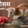 मरने का नाटक करने वाला चैंपियन ओपोसम! अनोखे और रोचक तथ्य Opossum Facts