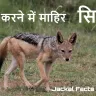 सियार - जंगल का बुद्धिमान खिलाड़ी! अद्भुत तथ्य जो आपको चौंका देंगे! Facts about Jackal