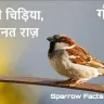 गौरैया: नन्ही सी चिड़िया, अनगिनत राज़! अनोखे और रोचक तथ्य! Unknown Sparrow Facts