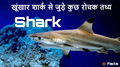 समंदर का राजा: खूंखार शार्क के बारे में रोचक जानकारियां! Interesting Facts about Sharks in Hindi with FAQs