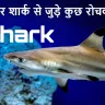 समंदर का राजा: खूंखार शार्क के बारे में रोचक जानकारियां! Interesting Facts about Sharks in Hindi with FAQs