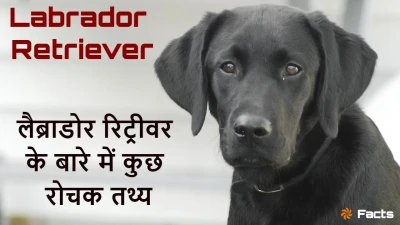 आपका प्यारा और वफादार साथी! लैब्राडोर रिट्रीवर के अद्भुत और रोचक तथ्य