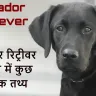आपका प्यारा और वफादार साथी! लैब्राडोर रिट्रीवर के अद्भुत और रोचक तथ्य