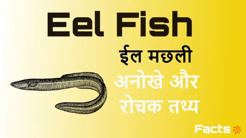 ईल मछली के बारे में अनोखे और रोचक तथ्य!...