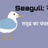 समुद्र का परिंदा: सीगल के बारे में रोचक तथ्य! 20 Amazing and Unknown Facts about Seagull in Hindi