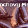 छोटी मछली, बड़ा स्वाद! एंकोवी के बारे में कुछ दिलचस्प और अनोखी बातें Interesting Anchovy Fish Facts