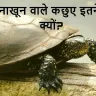20 नाखूनों वाला रहस्य: एशिया का अनोखा कछुआ! About 20 Nails Turtle in Hindi with FAQs
