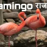 गुलाबी परिधान में सजे पक्षी: राज-हंस फ्लेमिंगो की अदभुत दुनिया! अद्भुत और रोचक तथ्य Flamingo