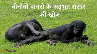 Bonobo Monkey: रहस्य, व्यवहार और विलुप्ति का खतरा – हिंदी में पूरी जानकारी