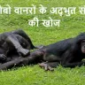 Bonobo Monkey: रहस्य, व्यवहार और विलुप्ति का खतरा – हिंदी में पूरी जानकारी