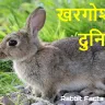 लंबे कानों वाले पालतू जानवर! खरगोश के बारे में कुछ अनोखे और रोचक तथ्य Interesting Facts about Rabbits