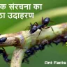 चींटियों की दुनिया : एक छोटी सी कार्यकर्ता का बड़ा संसार! रोचक तथ्य Interesting Facts about Ants