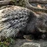 साही: कांटों से लैस अनोखा जीव! अनोखे और रोचक तथ्य! Interesting Facts about Porcupine with FAQs
