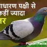 कबूतर: सिर्फ एक साधारण पक्षी से कहीं ज्यादा! रोचक तथ्य 25+ Interesting Facts about Pigeon