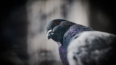 सपने में कबूतर देखना: शांति का संदेश या नए सफ़र की शुरुआत? Pigeon in Dream Meanings