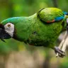 सपने में तोता देखना: वाणी का प्रतीक या बुद्धि का संदेश? Parrot in Dreams Meaning