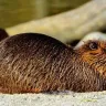 प्रकृति का अद्भुत इंजीनियर! बीवर (Beaver) से जुड़े कुछ रोचक तथ्य Interesting Facts about Beaver