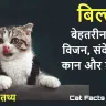 बिल्लियों के बारे में दिलचस्प तथ्य! Amazing Cat Facts in Hindi