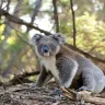 ऑस्ट्रेलिया का प्यारा राजा - कोआला के बारे में अनोखे और रोचक तथ्य! Interesting Facts About Koala