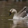 हंस (Goose) के बारे में अनोखे और रोचक तथ्य Interesting facts about Goose in Hindi