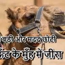 ऊँट के मुँह में जीरा: मुहावरे की उत्पत्ति, उपयोग और 5 छोटी कहानियाँ
