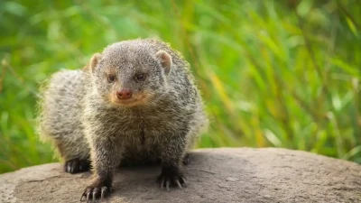 सांप का दुश्मन: नेवले के बारे में जानें रोचक और अनजाने तथ्य! Interesting facts about Mongoose