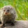 सांप का दुश्मन: नेवले के बारे में जानें रोचक और अनजाने तथ्य! Interesting facts about Mongoose