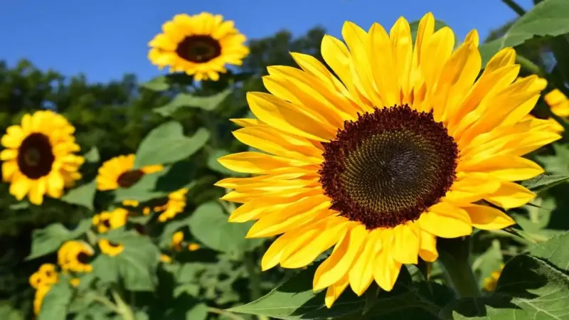 प्रकृति का सुनहरा उपहार: सूरजमुखी के बार...