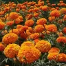 गेंदा फूल के बारे में अज्ञात और रोचक तथ्य! Interesting facts about Marigold