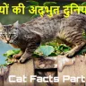 बिल्लियों की अद्भुत दुनिया: रोचक तथ्य और अक्सर पूछे जाने वाले प्रश्न! Interesting Facts About Cats in Hindi with FAQs