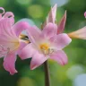 सुंदरता से लेकर औषधीय गुण तक: लिली के बारे में अज्ञात और रोचक तथ्य! Interesting facts about Lily