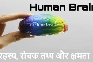 मानव मस्तिष्क : रहस्य, रोचक तथ्य और क्षमता! Interesting Facts about Human Brain in Hindi
