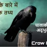 काँव-काँव: कौओं के बारे में रोचक तथ्य! Crow Facts in Hindi
