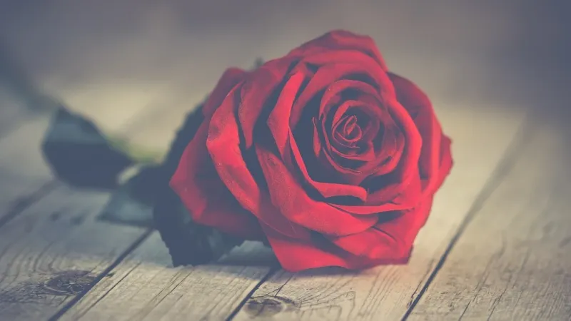 सपने में गुलाब देखना: मनोवैज्ञानिक और सांस्कृतिक दृष्टिकोण! Different Types of Roses in Dreams
