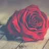 सपने में गुलाब देखना: मनोवैज्ञानिक और सांस्कृतिक दृष्टिकोण! Different Types of Roses in Dreams