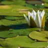 सपने में कुमुदिनी देखना: मनोवैज्ञानिक और सांस्कृतिक दृष्टिकोण! Water Lily in Dreams