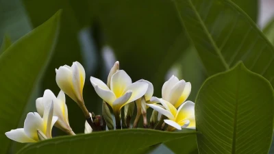 सपने में चंपा देखना: मनोवैज्ञानिक और सांस्कृतिक दृष्टिकोण! Plumeria Alba in Dreams