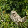 धीमी गति वाला अद्भुत प्राणी: स्लॉथ के बारे में जानकारी और रोचक तथ्य! Facts about Sloth