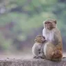 बंदर क्या जाने अदरक का स्वाद मुहावरे पर आधारित अनोखी कहानियाँ! लघु कथाएँ