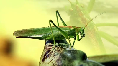 क्या आप टिड्डे के बारे में ये 30 बातें जानते हैं? Facts about Grasshopper