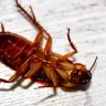 कॉकरोच (तिलचट्टा) के बारे में 20 रोचक और अनजाने तथ्य! Facts about Cockroach