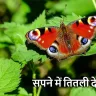 सपने में तितली देखना: अर्थ, महत्व और संकेत! Butterfly in Dreams